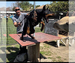 Small Photo #5 Doberman Pinscher Puppy For Sale in FORT LAUDERDALE, FL, USA