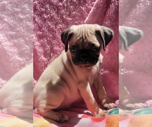 Pug Puppy for sale in SILVER SPRINGS, FL, USA