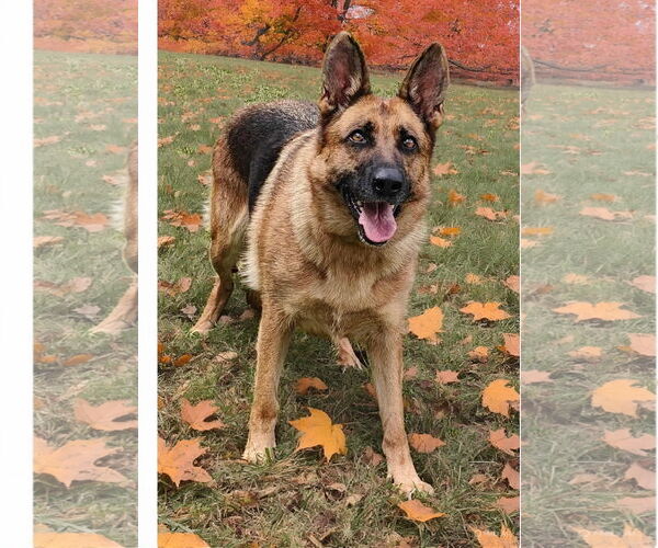 Medium Photo #1 German Shepherd Dog Puppy For Sale in Talladega, AL, USA