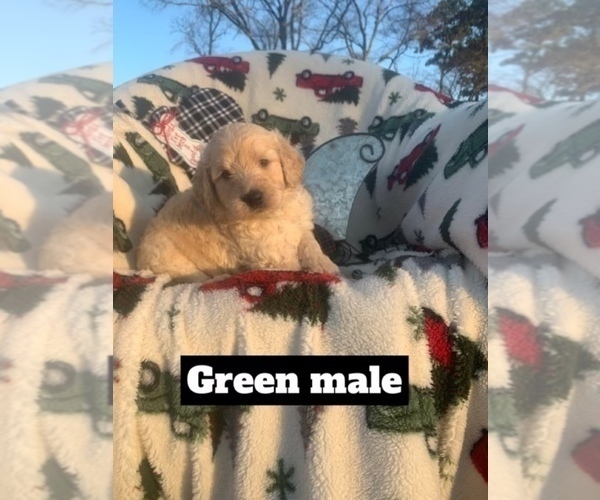 Medium Photo #19 Goldendoodle Puppy For Sale in HUGHES SPRINGS, TX, USA