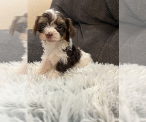 YorkiePoo Puppy for sale in SAN ANTONIO, TX, USA