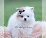 Small Photo #70 Pomeranian Puppy For Sale in WARSAW, IN, USA