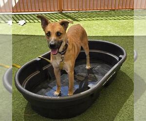 German Shepherd Dog-Unknown Mix Dogs for adoption in Las Vegas, NV, USA