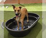 Small German Shepherd Dog Mix