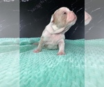 Small #19 Boston Terrier