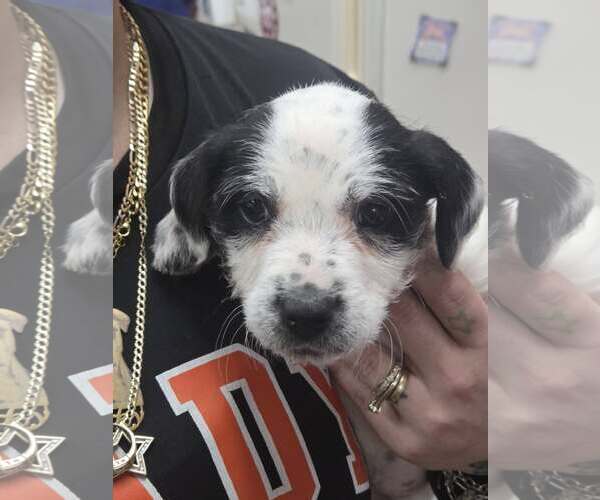 Medium Photo #3 Mutt Puppy For Sale in Martinsburg, WV, USA