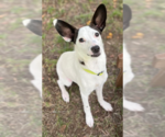 Small #8 Chihuahua Mix