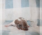 Small #3 Dachshund