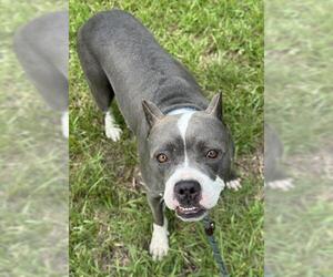 Medium American Staffordshire Terrier