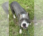 Small American Staffordshire Terrier