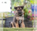 Small #3 Siberian Husky Mix