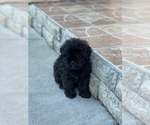 Small Photo #10 ShihPoo Puppy For Sale in TAMPA, FL, USA