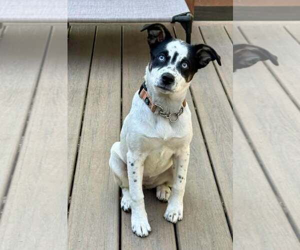 Medium Photo #2 Aussiedor Puppy For Sale in Anchorage, AK, USA