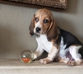 Small Photo #22 Beagle Puppy For Sale in EL CAJON, CA, USA