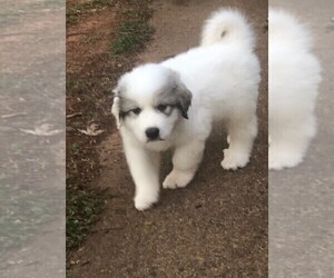 Great Pyrenees Puppy for sale in CHARLOTTESVILLE, VA, USA
