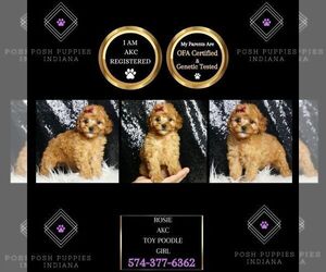 Poodle (Toy) Puppy for sale in WARSAW, IN, USA