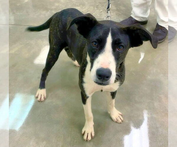 Medium Photo #8 Catahoula Leopard Dog-Labrador Retriever Mix Puppy For Sale in Alexander, AR, USA