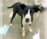 Small #7 Catahoula Leopard Dog-Labrador Retriever Mix