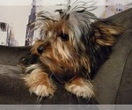 Small Photo #13 Yorkshire Terrier Puppy For Sale in HUDDLESTON, VA, USA