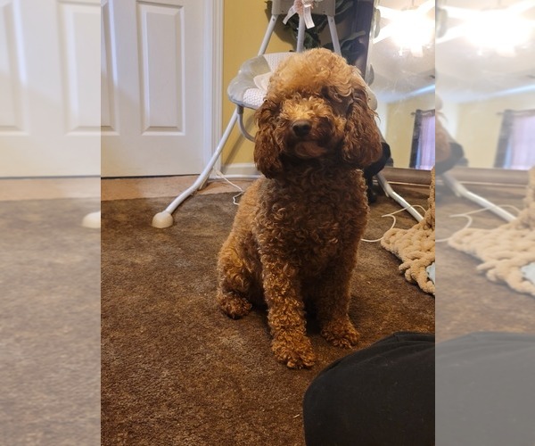 Medium Photo #11 Goldendoodle Puppy For Sale in TAYLORS, SC, USA