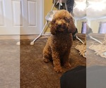 Small Photo #11 Goldendoodle Puppy For Sale in TAYLORS, SC, USA