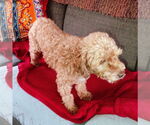 Small #2 Poodle (Miniature)
