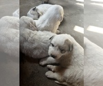 Small Photo #3 Great Pyrenees Puppy For Sale in SPRINGDALE, WA, USA
