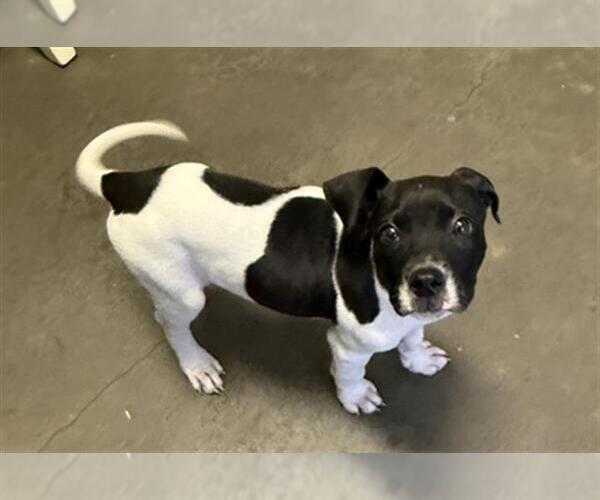 Medium Photo #1 Mutt Puppy For Sale in Tulsa, OK, USA