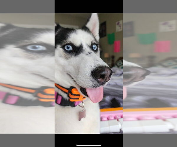Medium Photo #3 Siberian Husky Puppy For Sale in Aurora, IN, USA