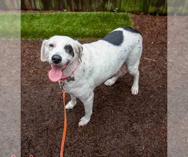 Medium Photo #7 Pointer-Unknown Mix Puppy For Sale in Kennesaw, GA, USA