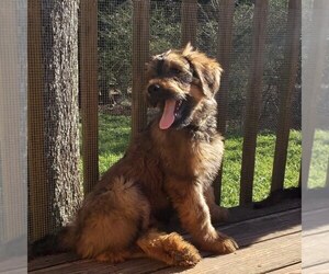 Briard Puppy for sale in GAINESVILLE, GA, USA