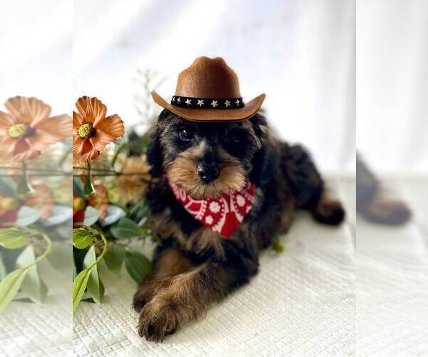 Medium Photo #3 Schnoodle (Miniature) Puppy For Sale in SYLVANIA, GA, USA
