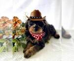 Small #2 Schnoodle (Miniature)