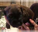 Small Photo #2 Soft Coated Wheaten Terrier Puppy For Sale in ACTON, TX, USA