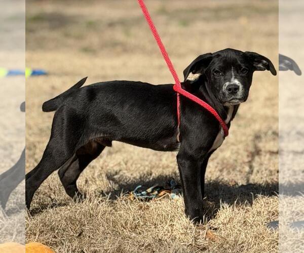 Medium Photo #2 Labrador Retriever-Unknown Mix Puppy For Sale in Yardley, PA, USA