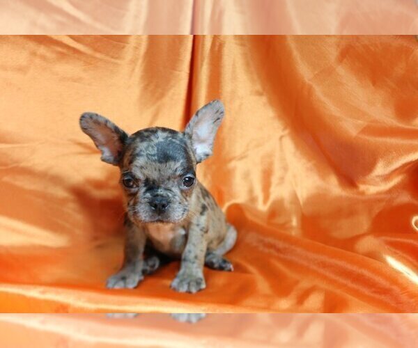 Medium Photo #3 French Bulldog Puppy For Sale in CHAPPAQUA, NY, USA