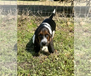 Basset Hound Puppy for sale in BAMBERG, SC, USA