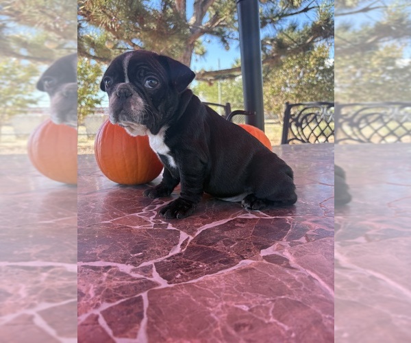 Medium Photo #11 French Bulldog Puppy For Sale in YUCCA VALLEY, CA, USA