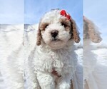 Puppy Ariel Goldendoodle (Miniature)