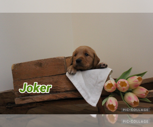 Medium Photo #6 Golden Retriever Puppy For Sale in MIDDLEBURG, PA, USA