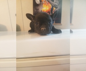 French Bulldog Puppy for Sale in SPARTA, Tennessee USA