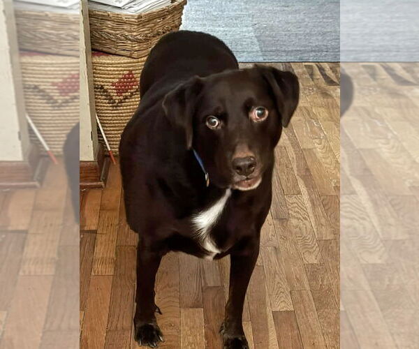 Medium Photo #5 Labrador Retriever-Unknown Mix Puppy For Sale in Grovertown, IN, USA