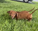 Small #1 Dachshund