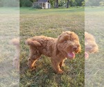 Small Photo #3 Goldendoodle Puppy For Sale in BRIDGEWATER, VA, USA