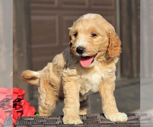 Goldendoodle-Poodle (Miniature) Mix Puppy for sale in LEOLA, PA, USA