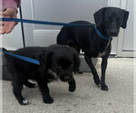 Small #5 Boykin Spaniel-Labrador Retriever Mix