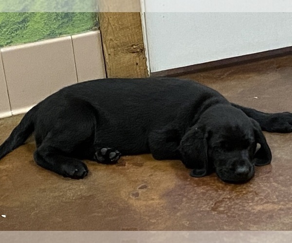 Medium Photo #3 Labrador Retriever Puppy For Sale in SEFFNER, FL, USA
