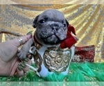 Small Photo #102 French Bulldog Puppy For Sale in HAYWARD, CA, USA