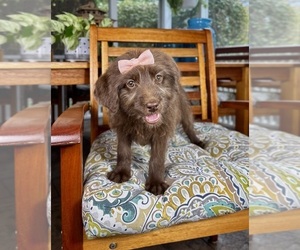 Labradoodle Puppy for sale in NOBLESVILLE, IN, USA