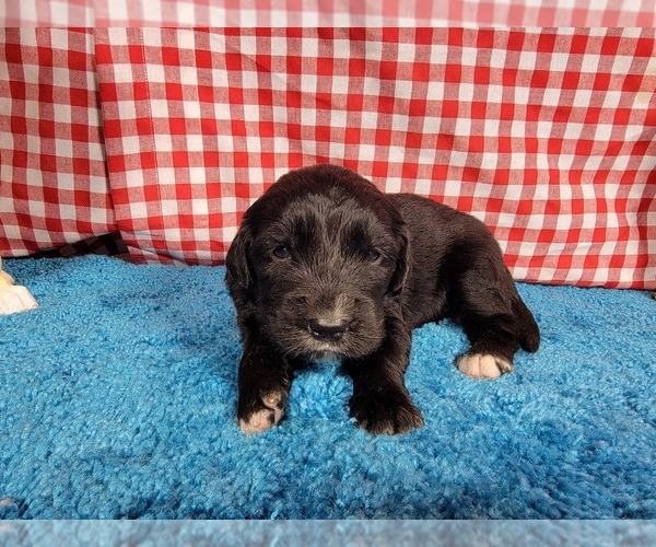 Medium Photo #41 Golden Mountain Dog Puppy For Sale in BLACK FOREST, CO, USA